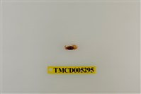 藏品(乳白南方招潮蟹)的圖片